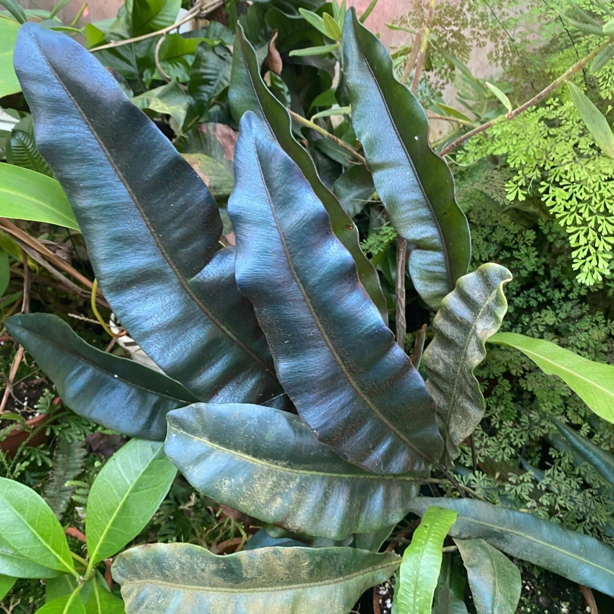 Elaphoglossum metallicum, oily blue leaves 大森食虫植物農園