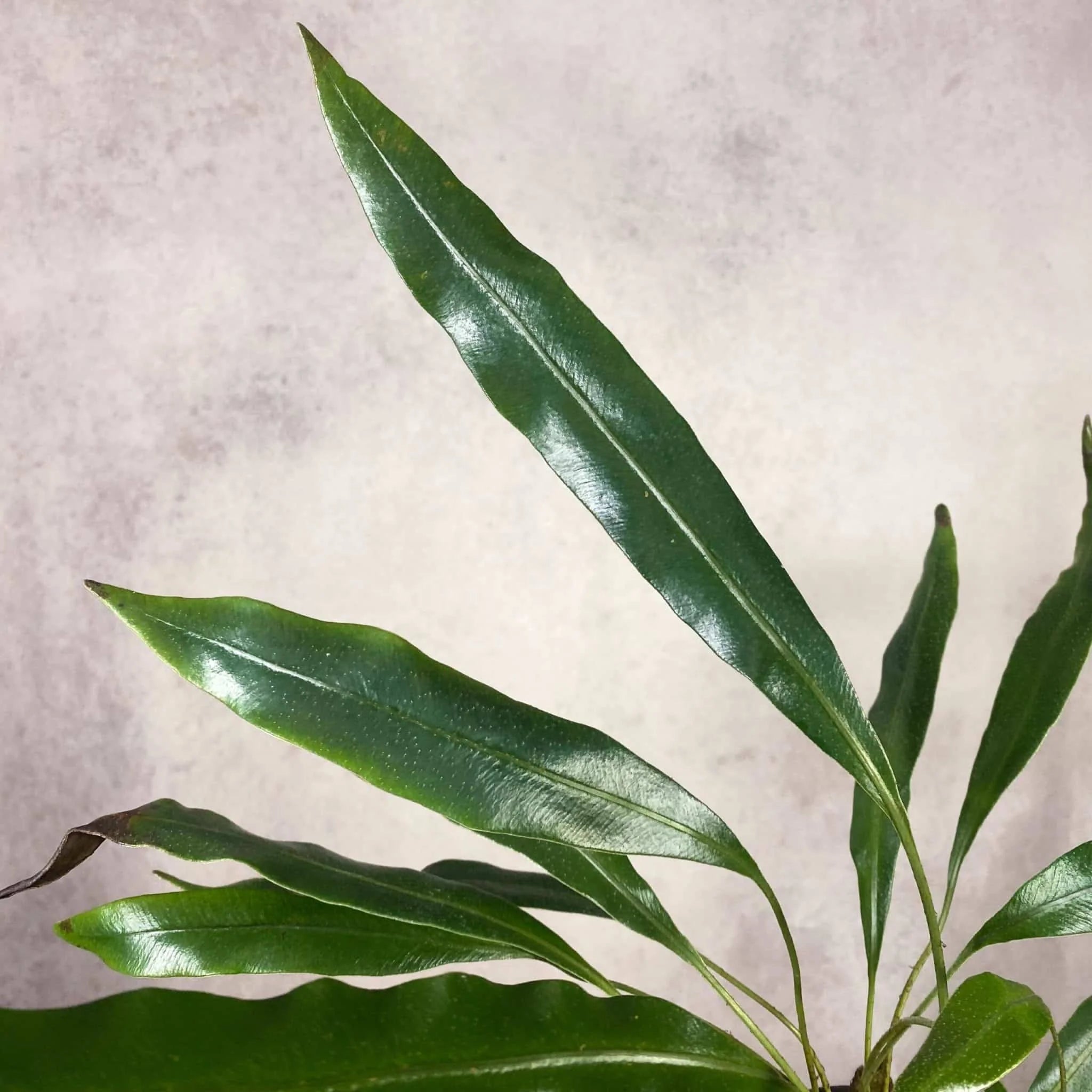 Elaphoglossum metallicum, seedlings 大森食虫植物農園