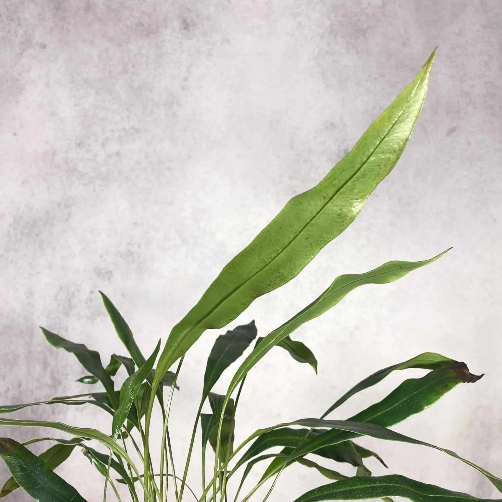 Elaphoglossum metallicum, seedlings 大森食虫植物農園