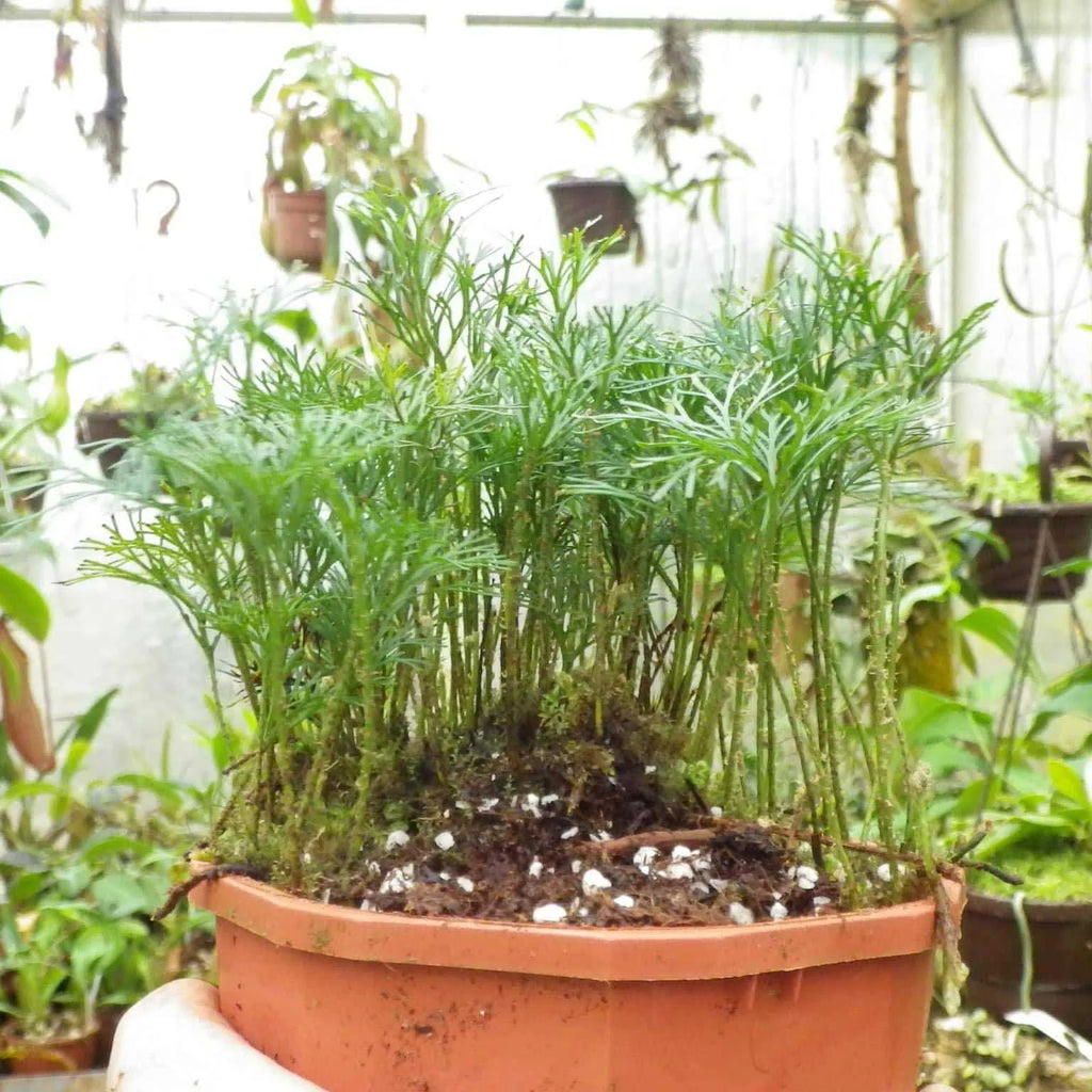 Elaphoglossum peltatum, fine leaf structure 大森食虫植物農園