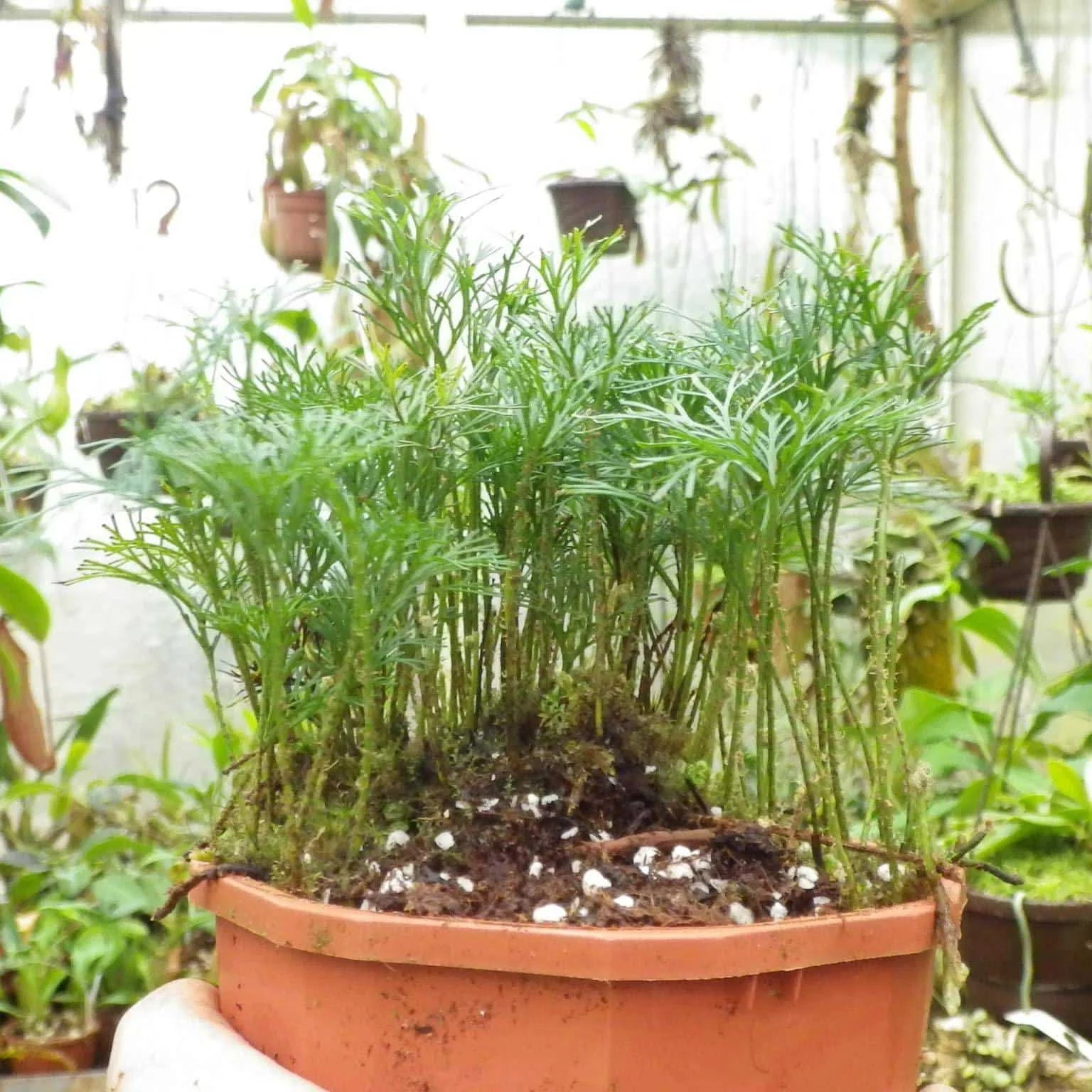 Elaphoglossum peltatum, fine leaf structure 大森食虫植物農園