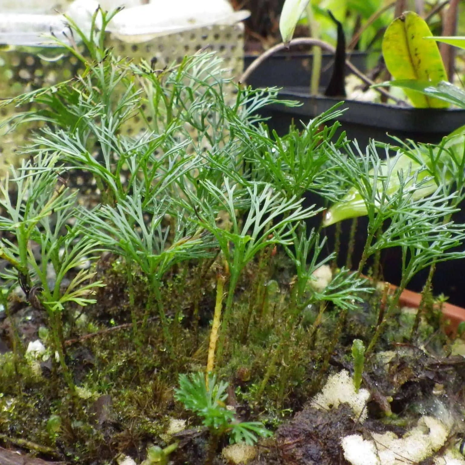 Elaphoglossum peltatum, fine leaf structure 大森食虫植物農園