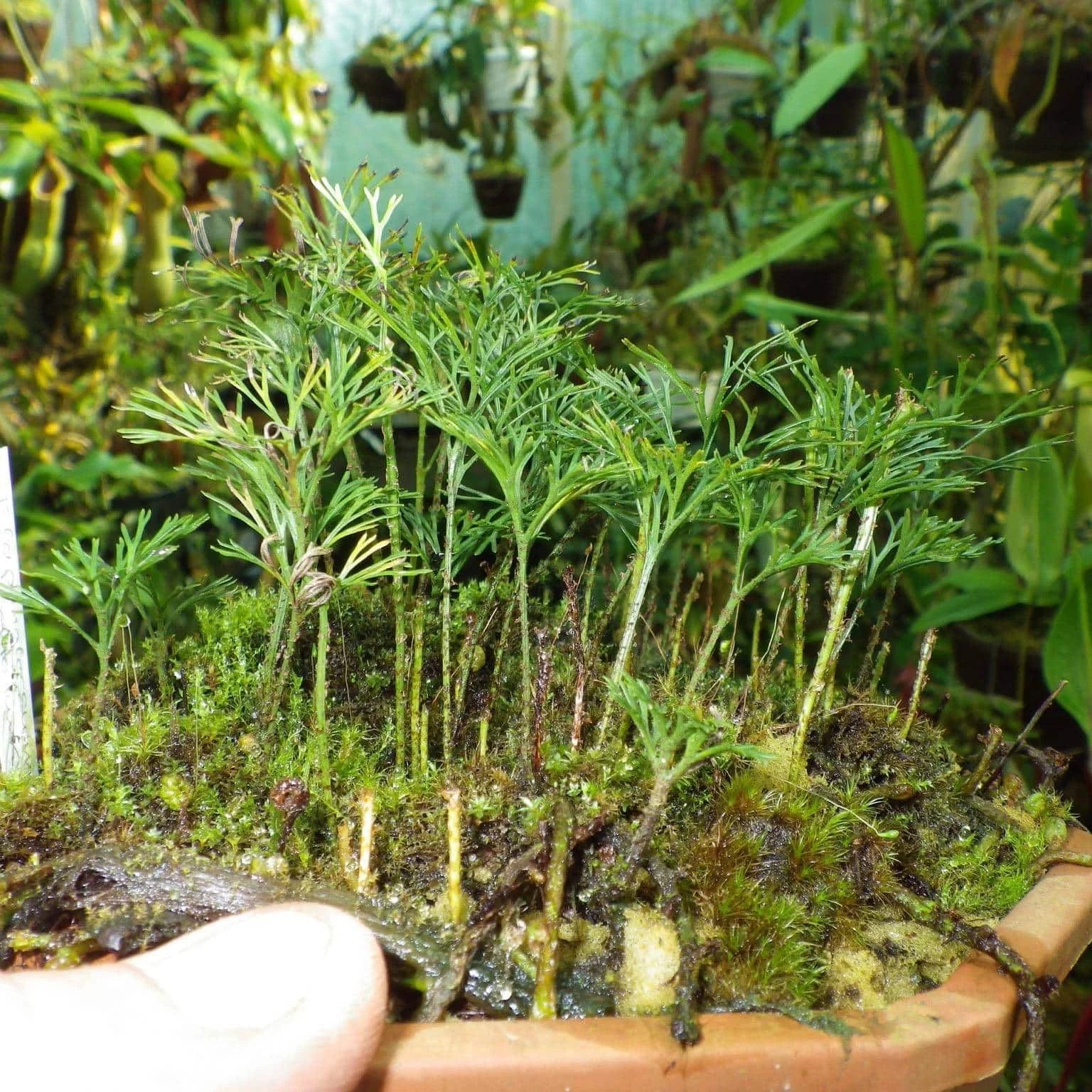 Elaphoglossum peltatum, fine leaf structure 大森食虫植物農園