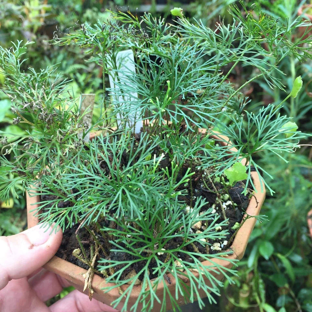 Elaphoglossum peltatum, fine leaf structure 大森食虫植物農園