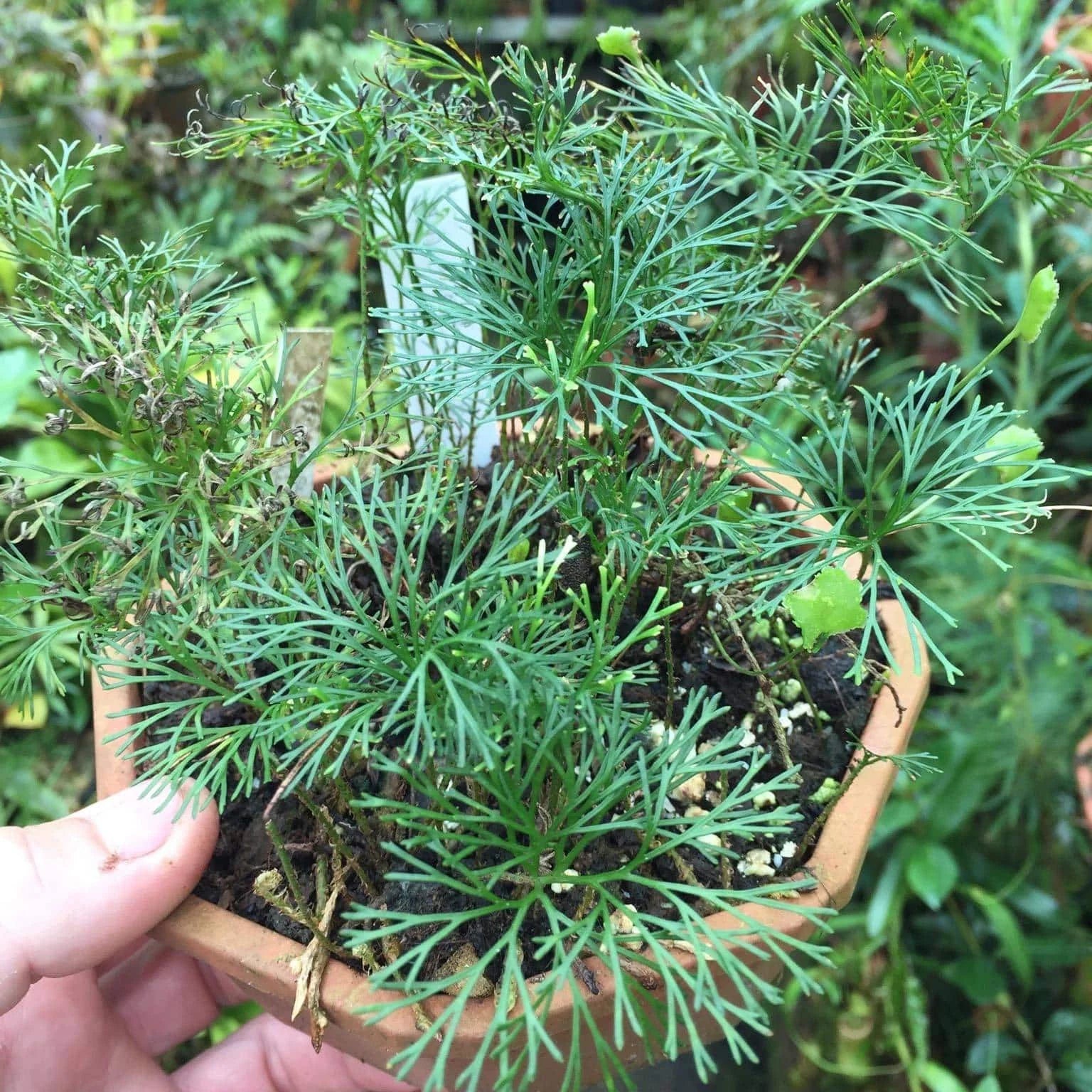 Elaphoglossum peltatum, fine leaf structure 大森食虫植物農園