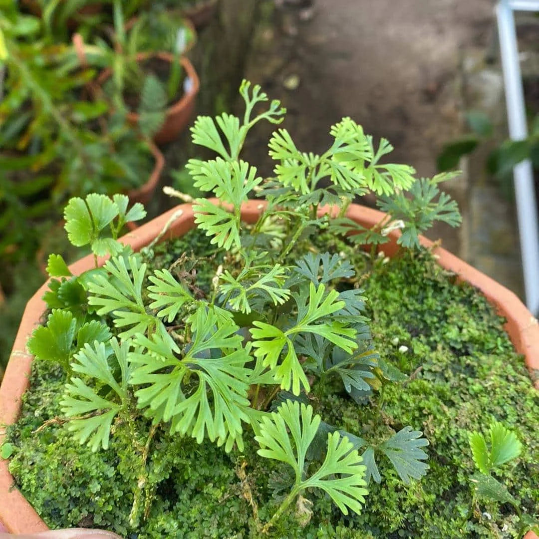 Elaphoglossum peltatum, half closed leaf structure2 大森食虫植物農園
