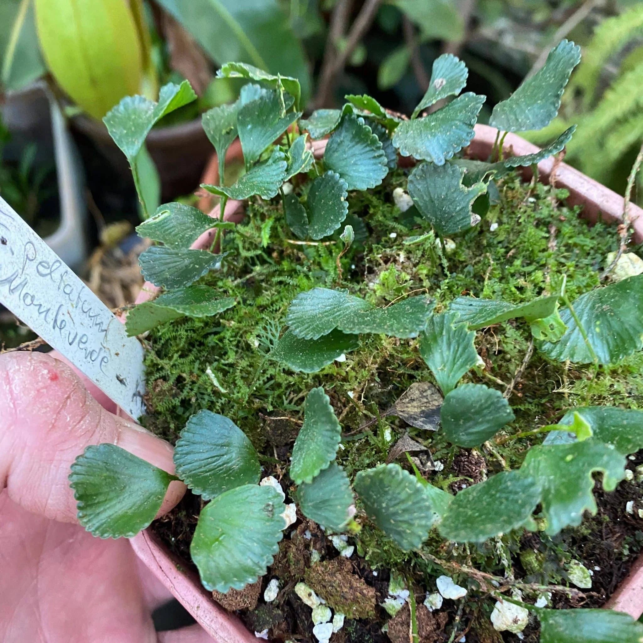 Elaphoglossum peltatum spec. Costa Rica 大森食虫植物農園