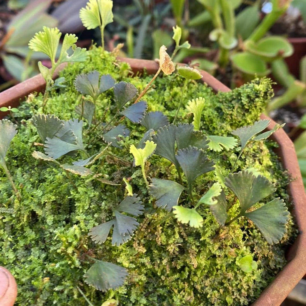 Elaphoglossum peltatum spec. Costa Rica 大森食虫植物農園