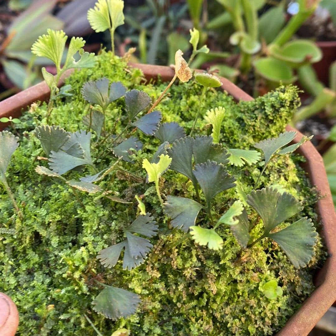 Elaphoglossum peltatum spec. Costa Rica 大森食虫植物農園