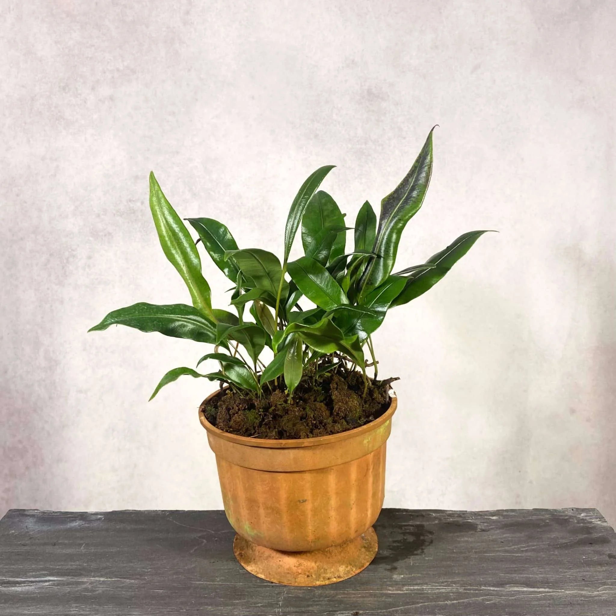 Elaphoglossum spec. 15, Costa Rica 大森食虫植物農園