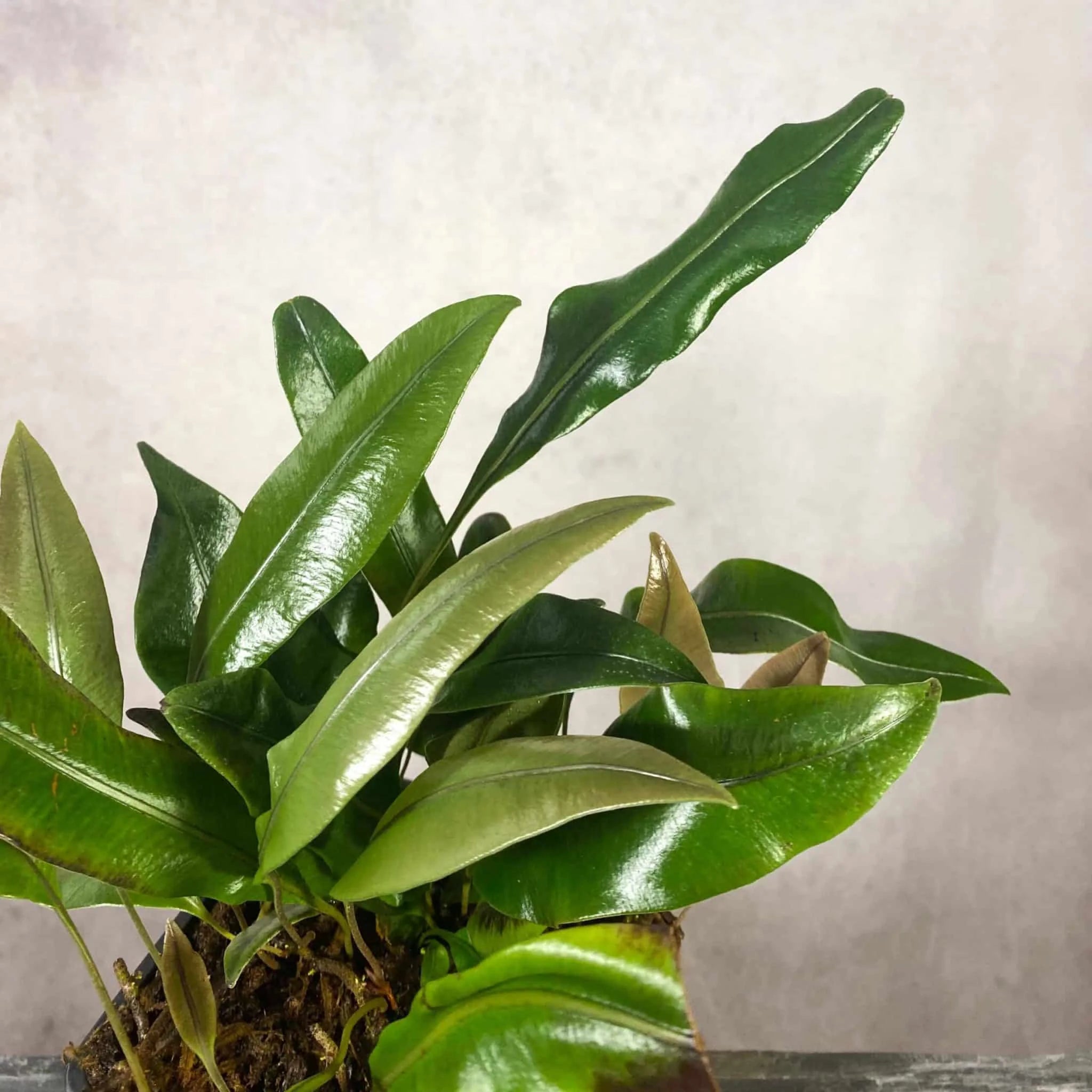 Elaphoglossum spec. 15, Costa Rica 大森食虫植物農園