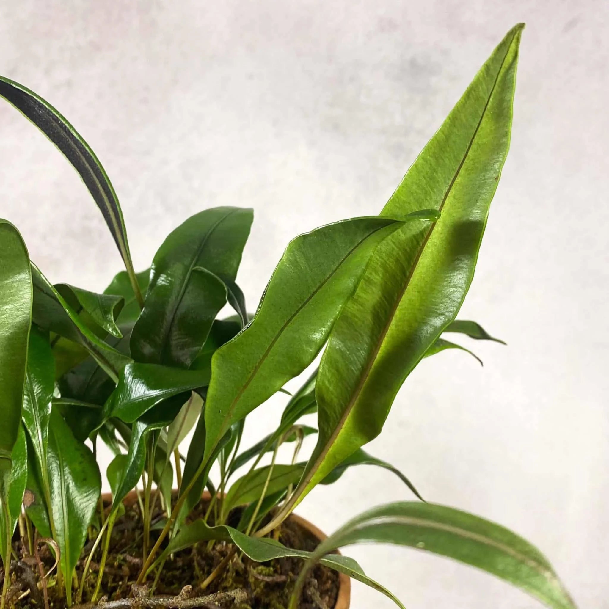 Elaphoglossum spec. 15, Costa Rica 大森食虫植物農園