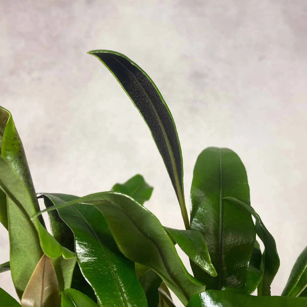 Elaphoglossum spec. 15, Costa Rica 大森食虫植物農園