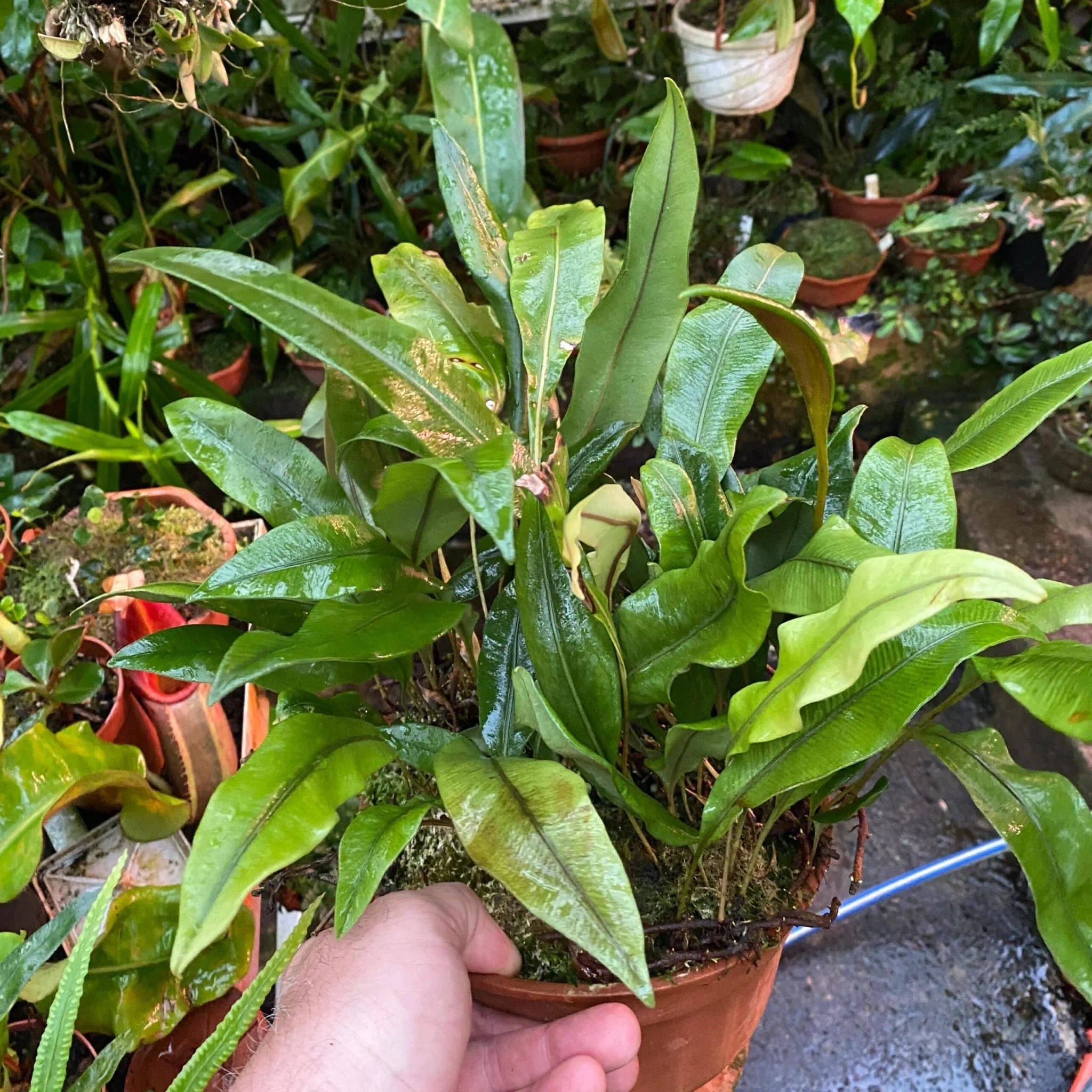 Elaphoglossum spec. 15, Costa Rica 大森食虫植物農園