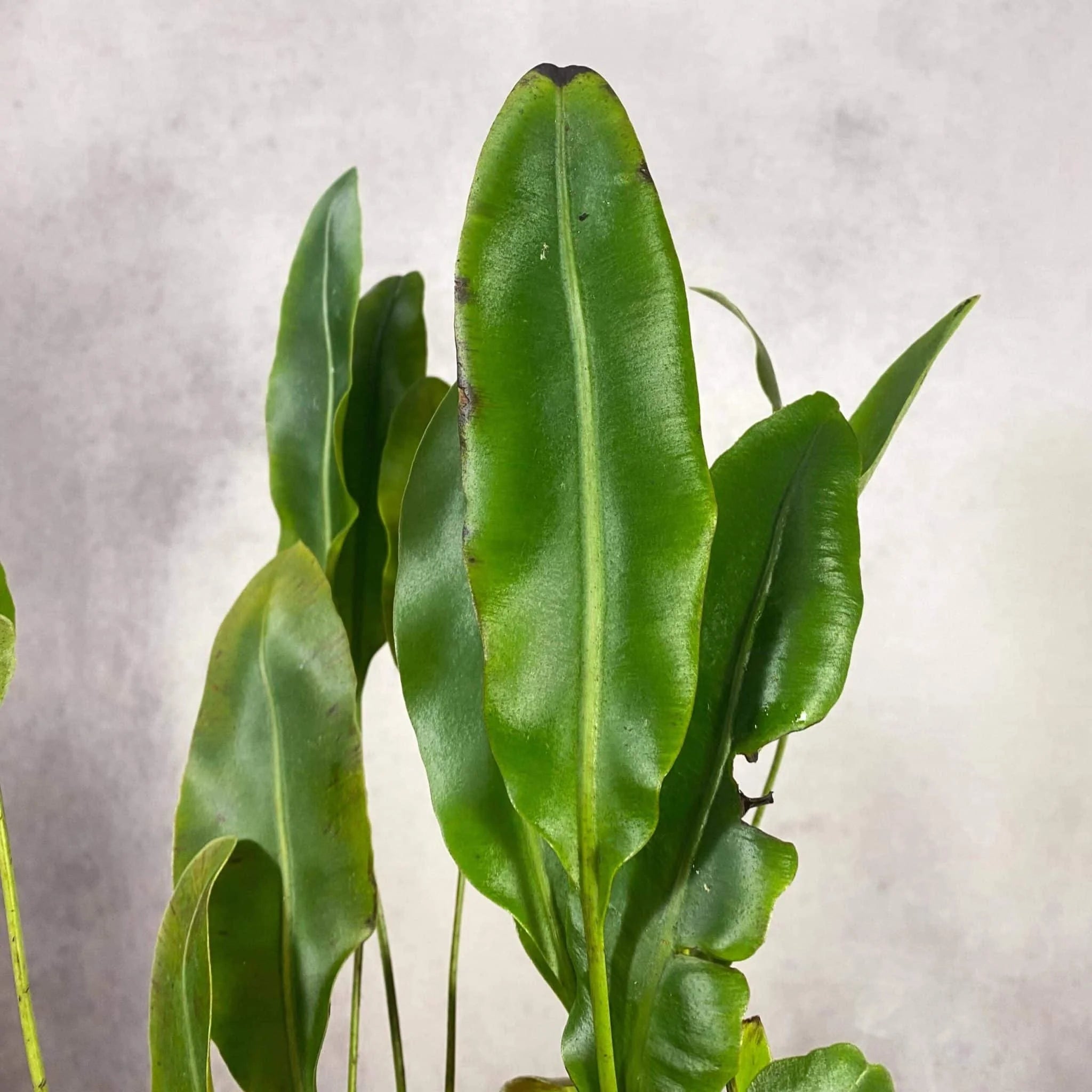 Elaphoglossum spec. Costa Rica, Mont Verde 大森食虫植物農園