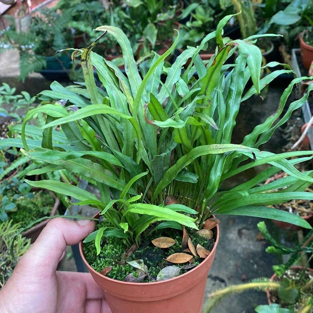 Elaphoglossum spec. Costa Rica, small 大森食虫植物農園