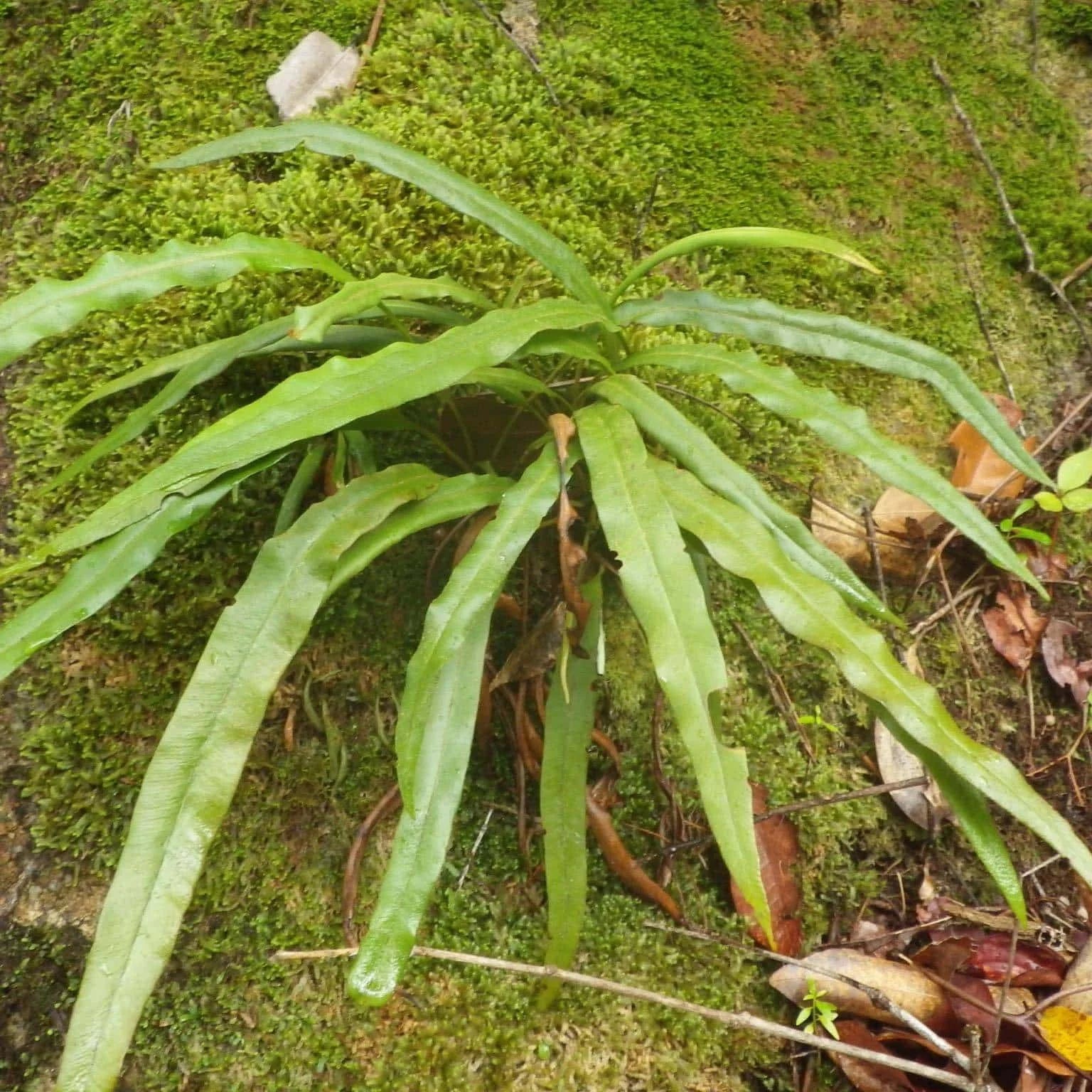 Elaphoglossum spec. Seychelles 大森食虫植物農園