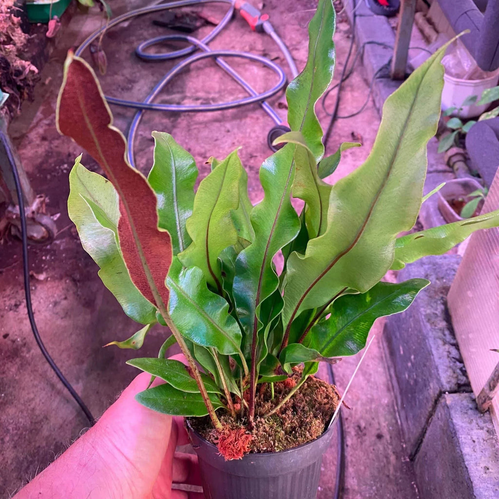 Elaphoglossum spec. Seychelles, Morne Blanc, large 大森食虫植物農園