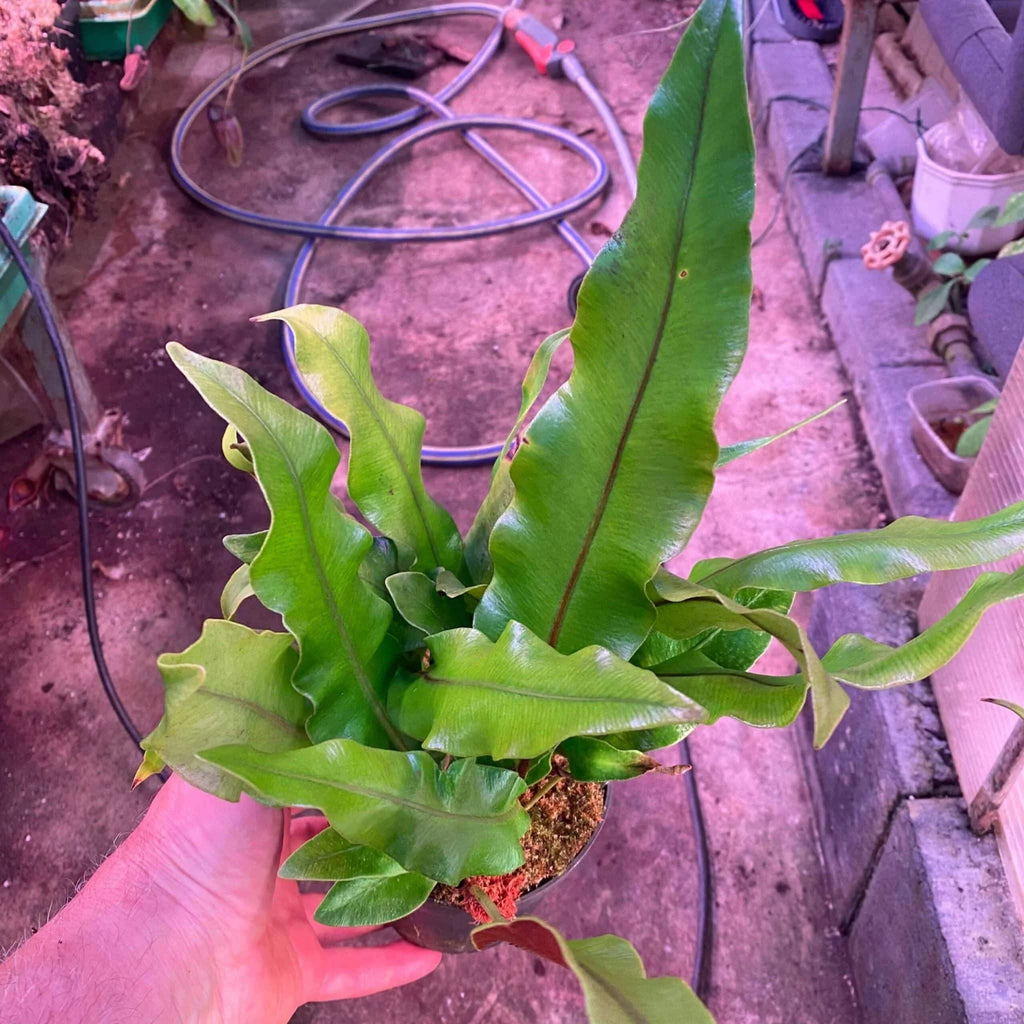 Elaphoglossum spec. Seychelles, Morne Blanc, large 大森食虫植物農園