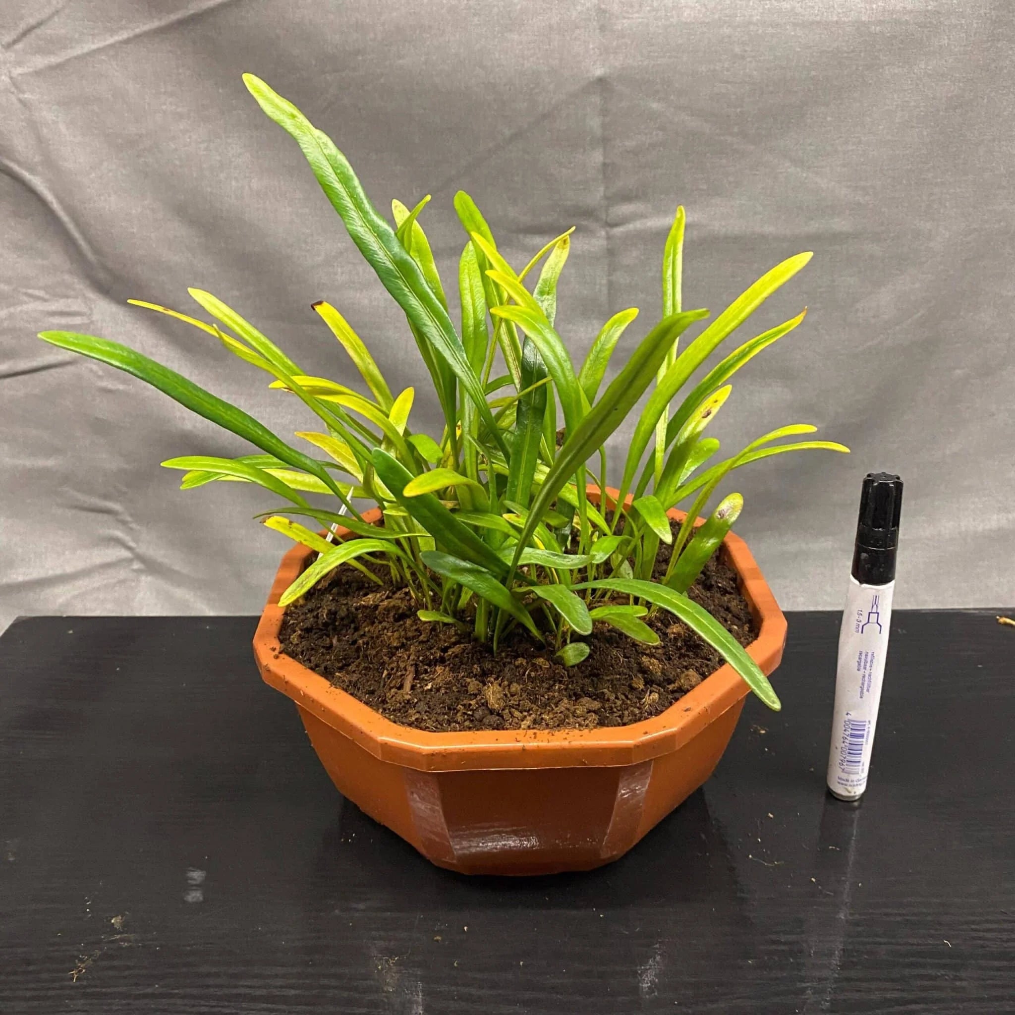 Elaphoglossum spec. Seychelles, Mourne Blanc, small 大森食虫植物農園