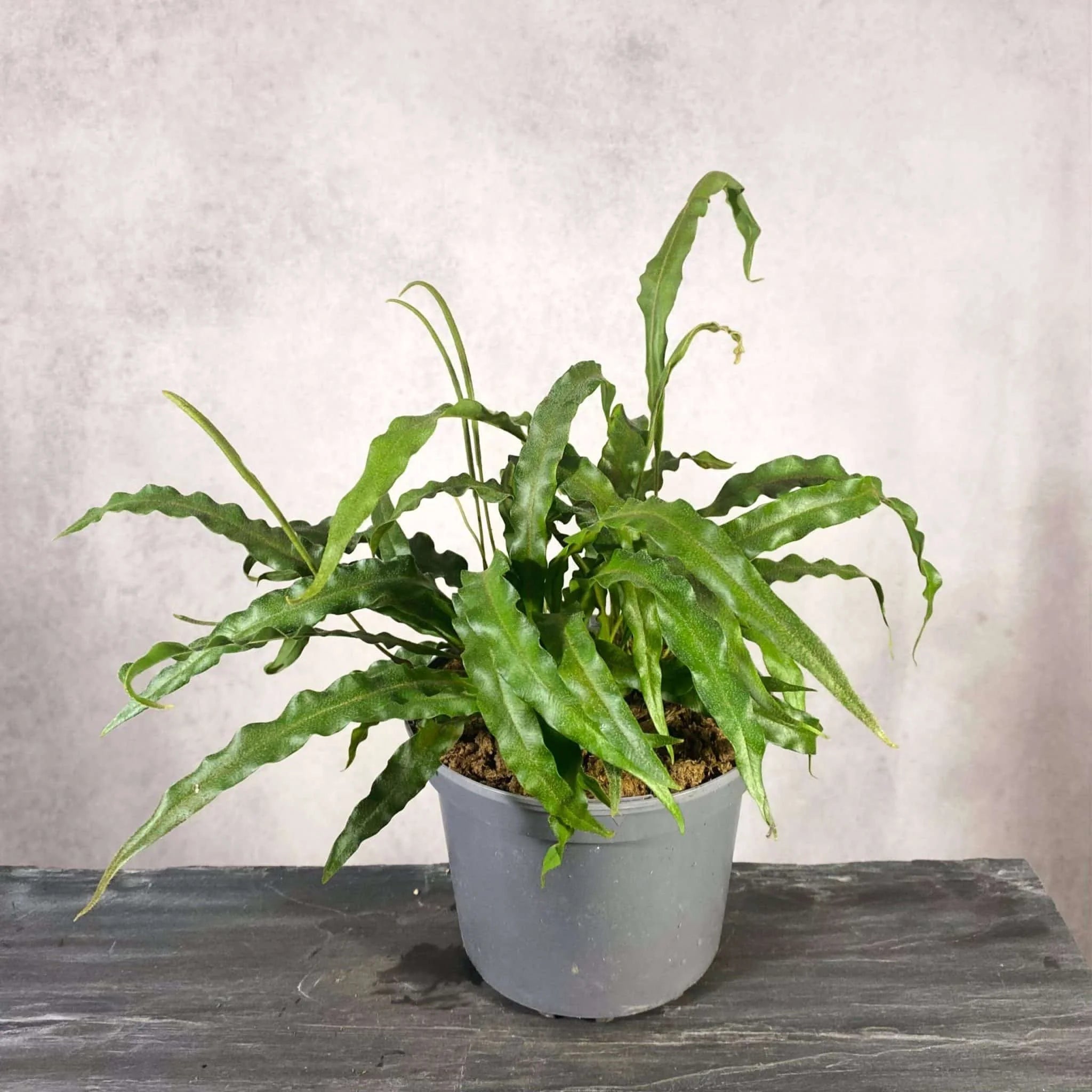 Elaphoglossum spec. Seychelles, Trois Freres 大森食虫植物農園