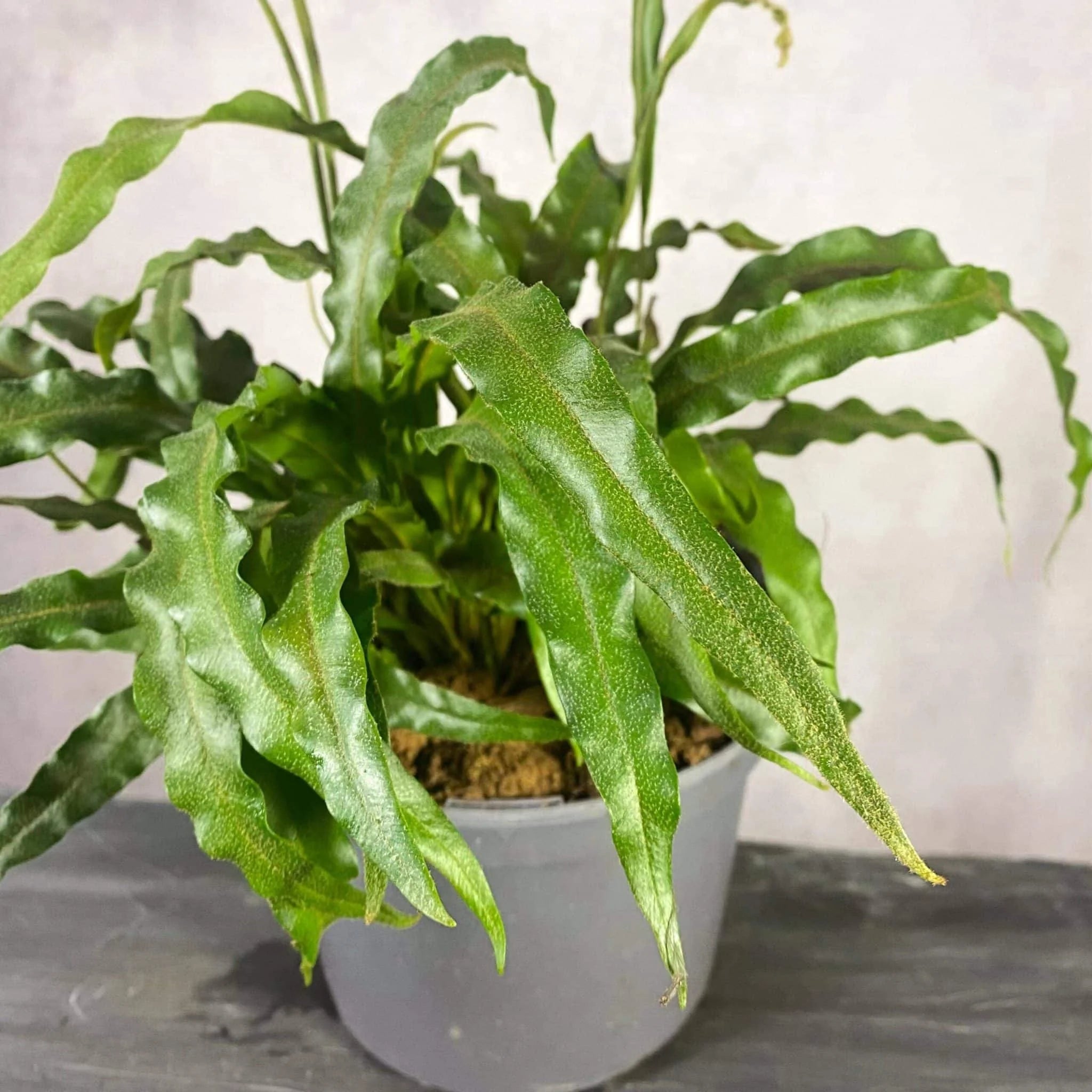Elaphoglossum spec. Seychelles, Trois Freres 大森食虫植物農園