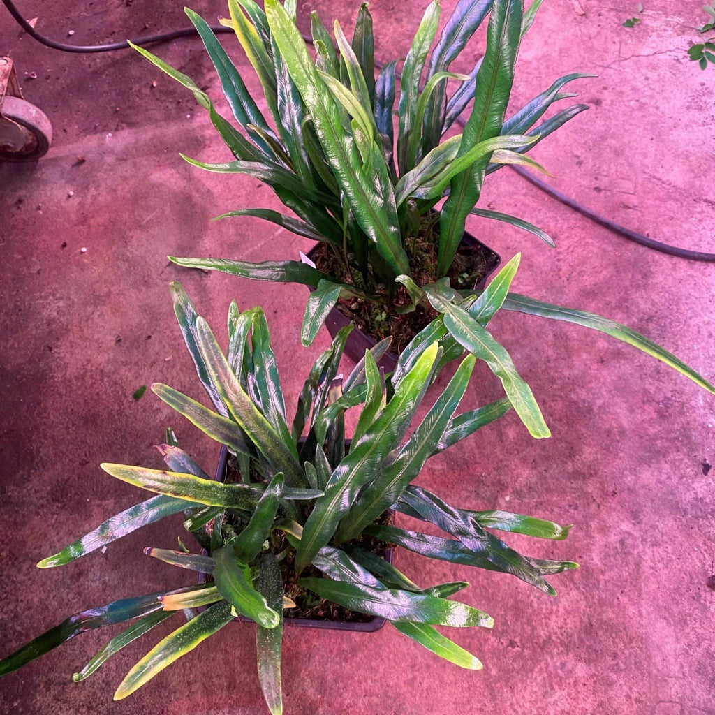 Elaphoglossum spec. Seychelles, blue shining leaves 大森食虫植物農園