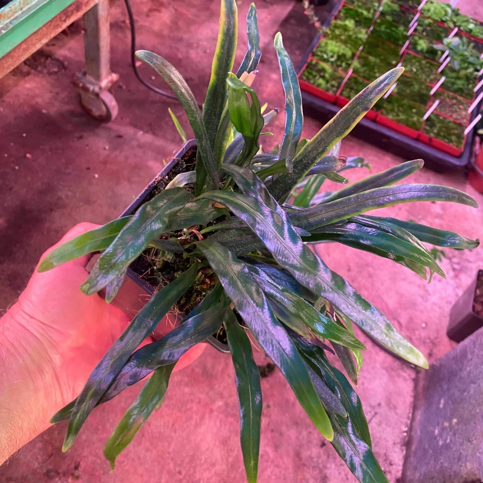 Elaphoglossum spec. Seychelles, blue shining leaves 大森食虫植物農園