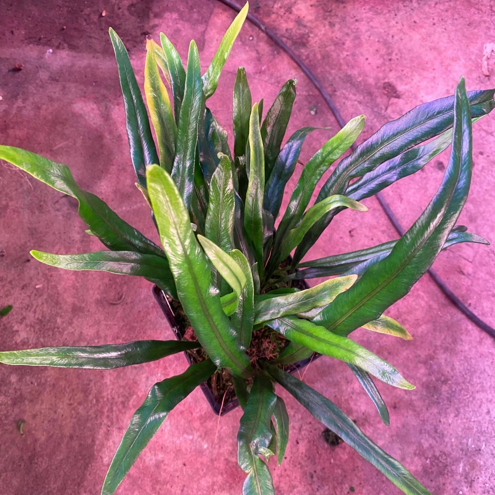 Elaphoglossum spec. Seychelles, blue shining leaves 大森食虫植物農園