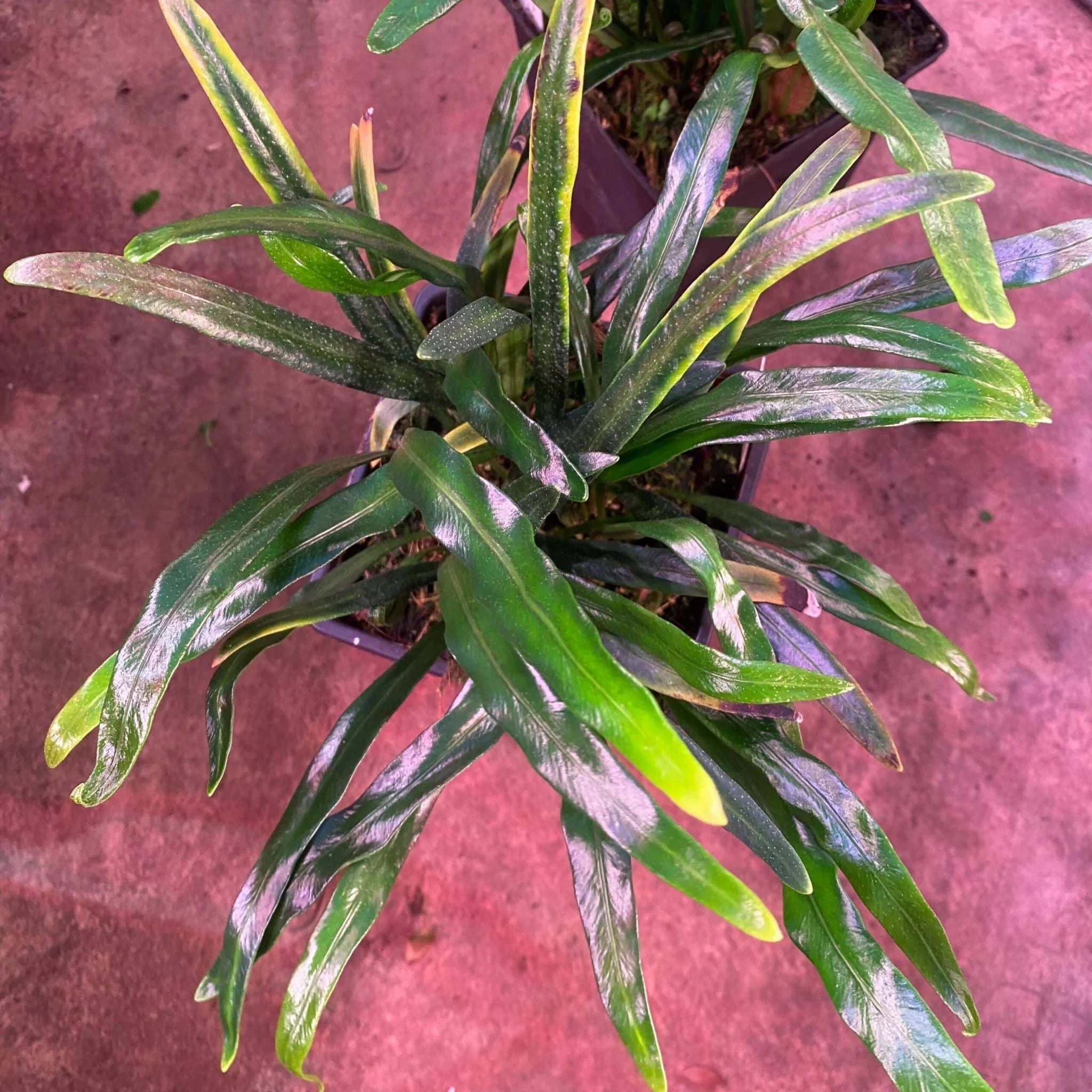 Elaphoglossum spec. Seychelles, blue shining leaves 大森食虫植物農園