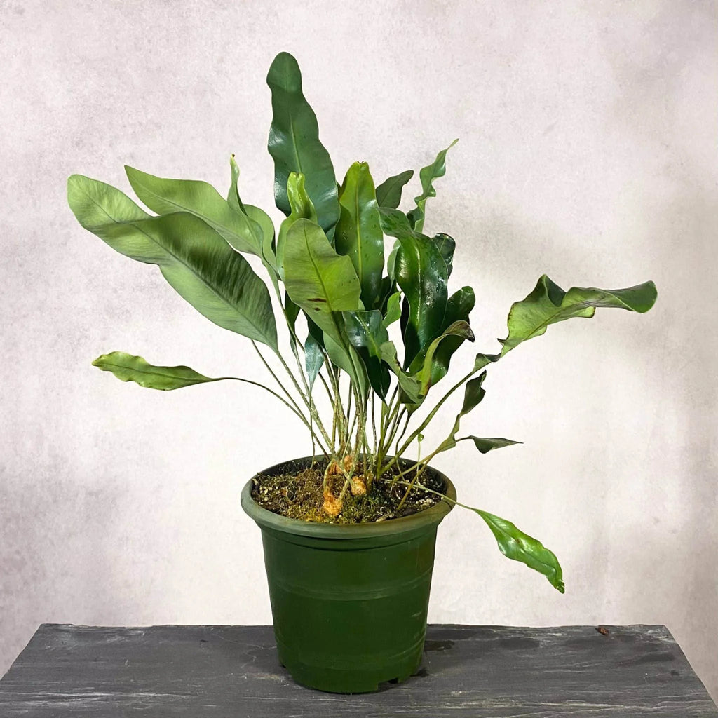 Elaphoglossum wurdackiiﾠ 大森食虫植物農園