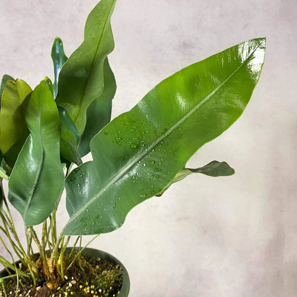 Elaphoglossum wurdackiiﾠ 大森食虫植物農園