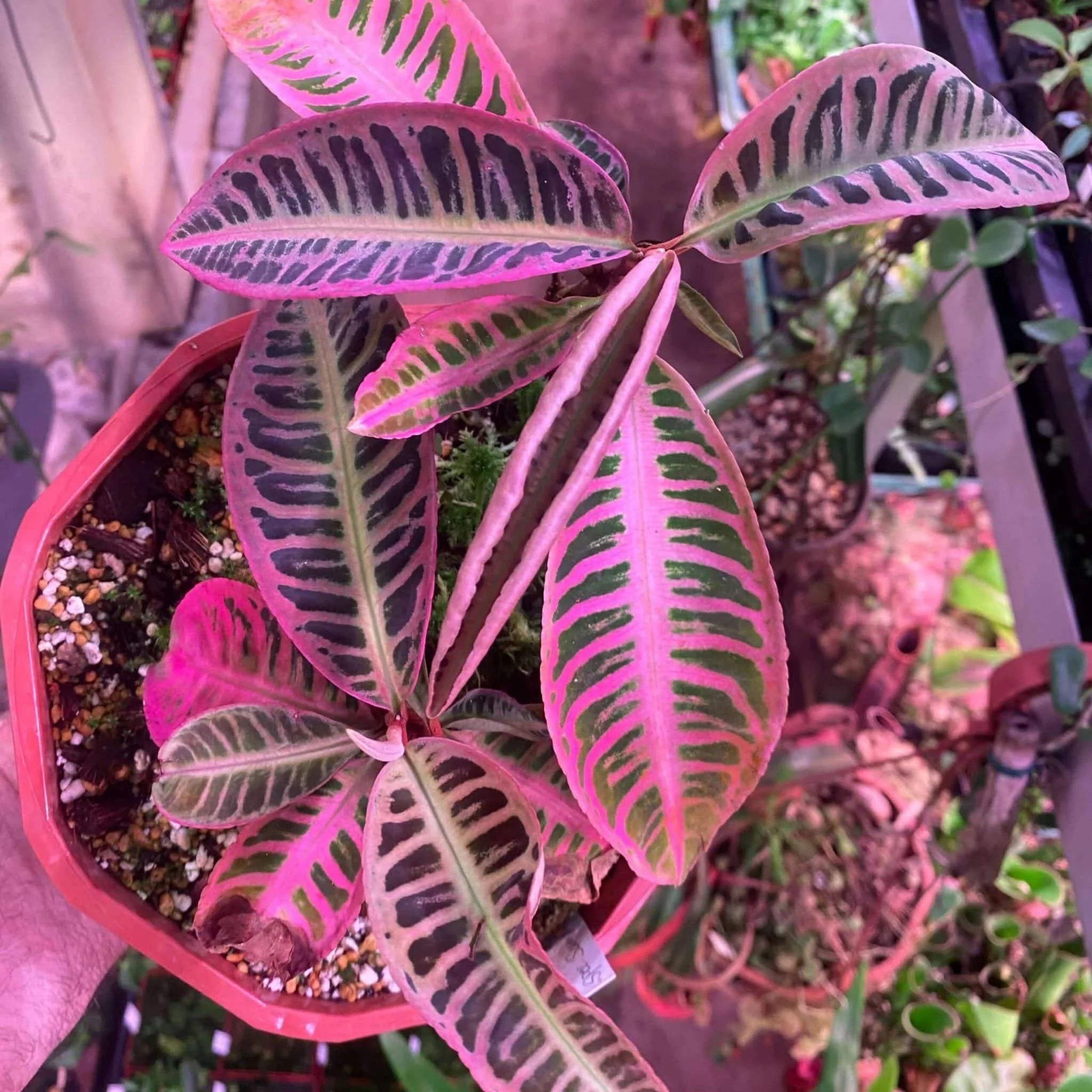 Emblemantha (Labisia) urnulata „Heavy Pink“ 大森食虫植物農園