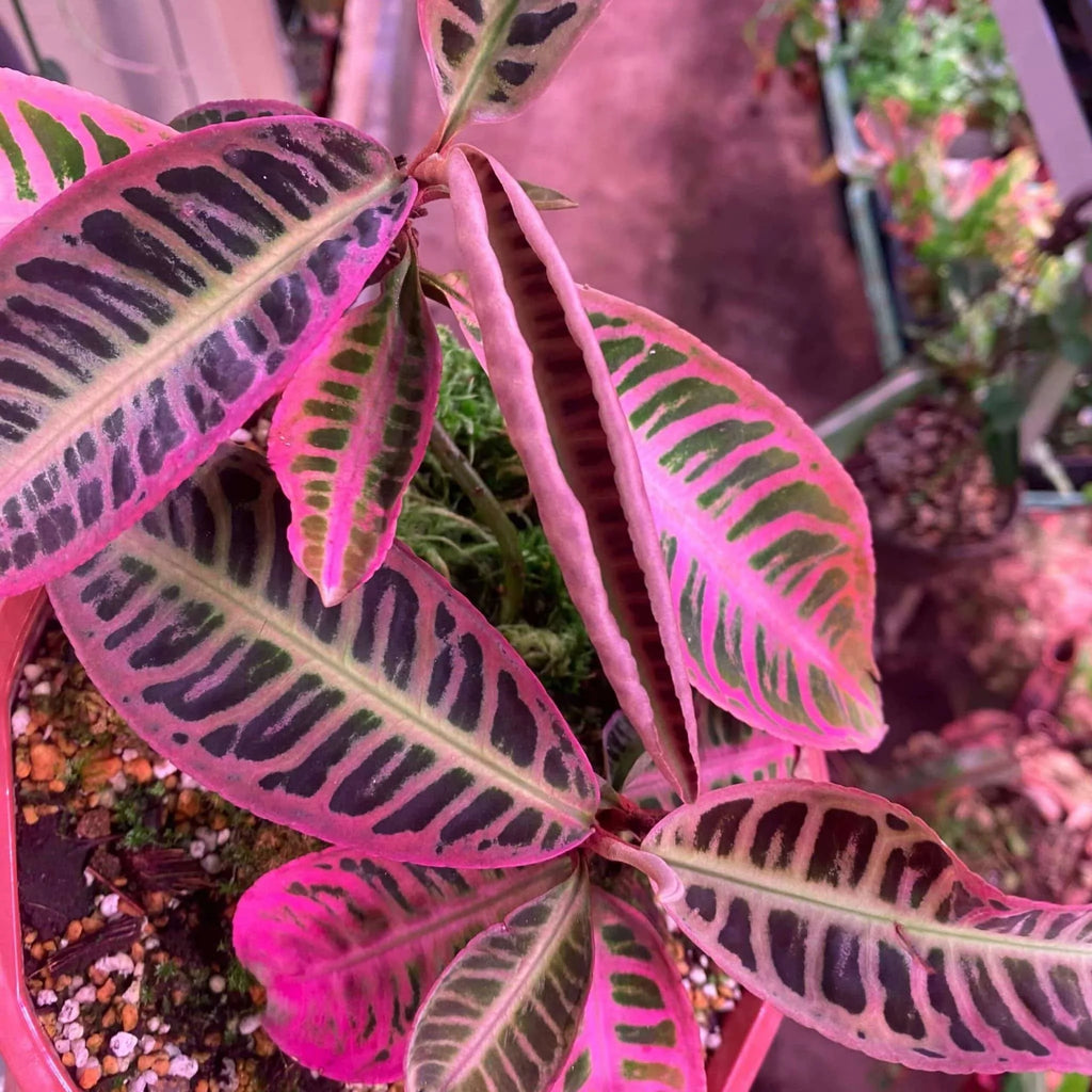 Emblemantha (Labisia) urnulata „Heavy Pink“ 大森食虫植物農園