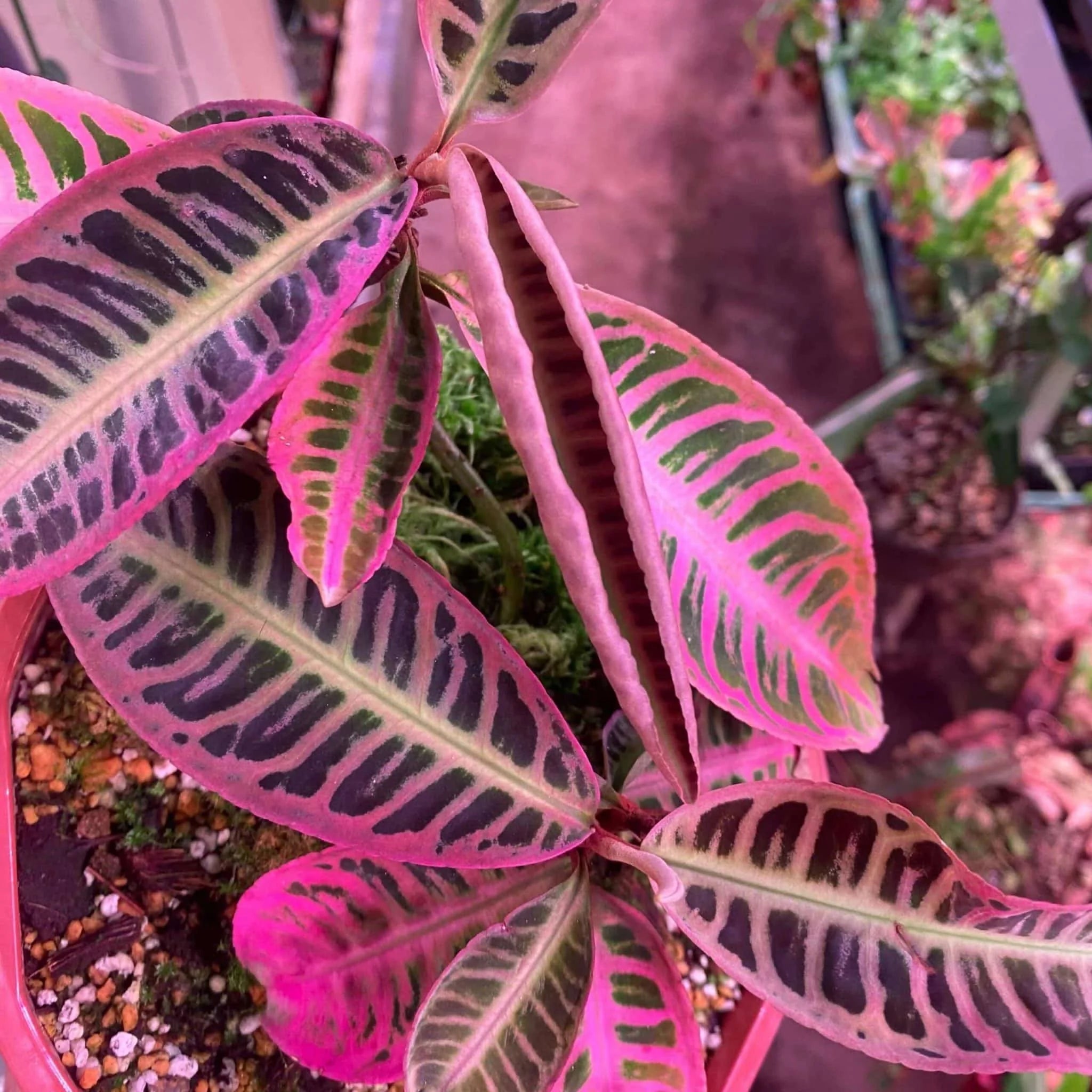 Emblemantha (Labisia) urnulata „Heavy Pink“ 大森食虫植物農園