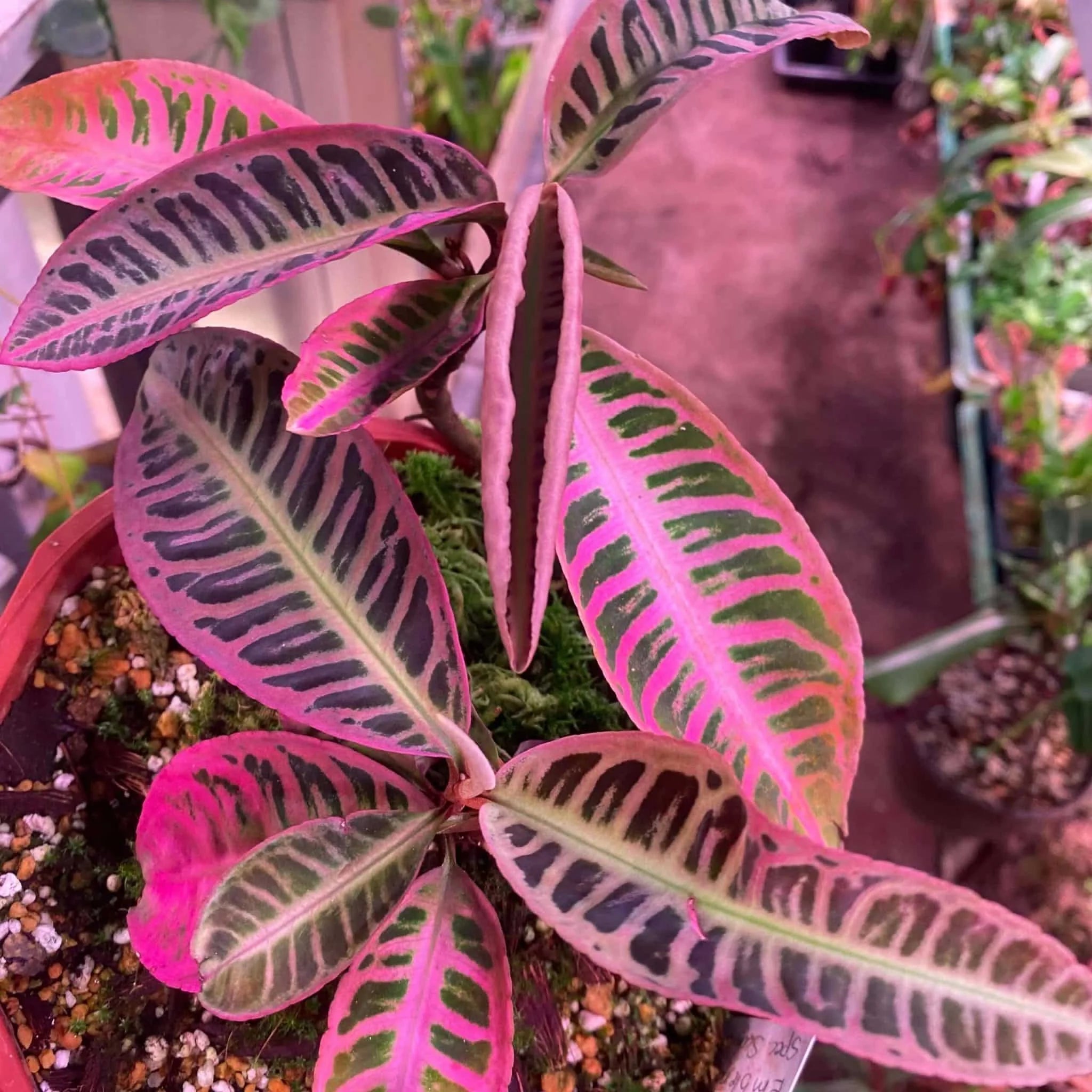 Emblemantha (Labisia) urnulata „Heavy Pink“ 大森食虫植物農園