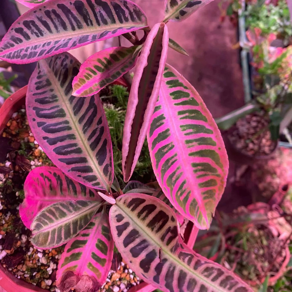 Emblemantha (Labisia) urnulata „Heavy Pink“ 大森食虫植物農園