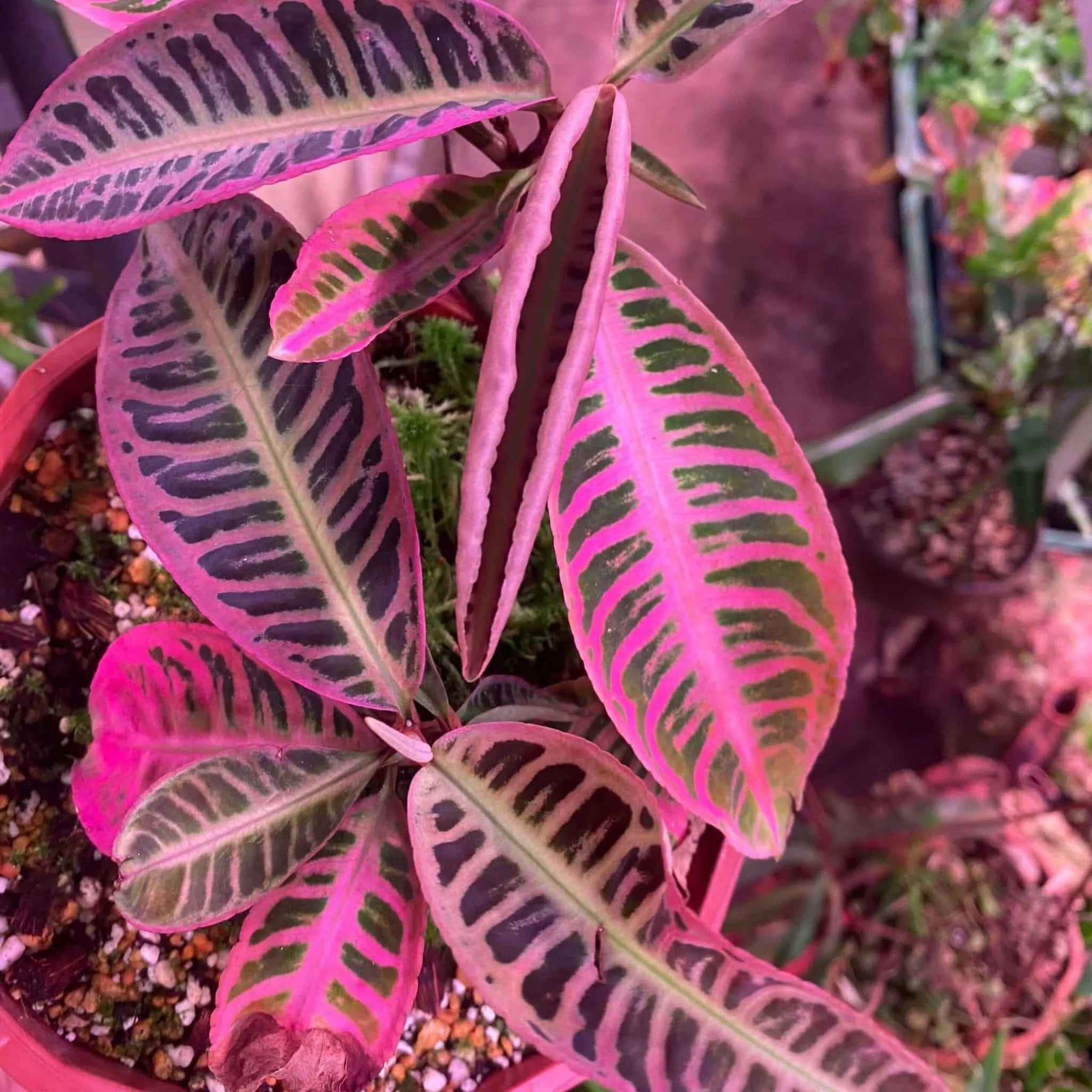 Emblemantha (Labisia) urnulata „Heavy Pink“ 大森食虫植物農園