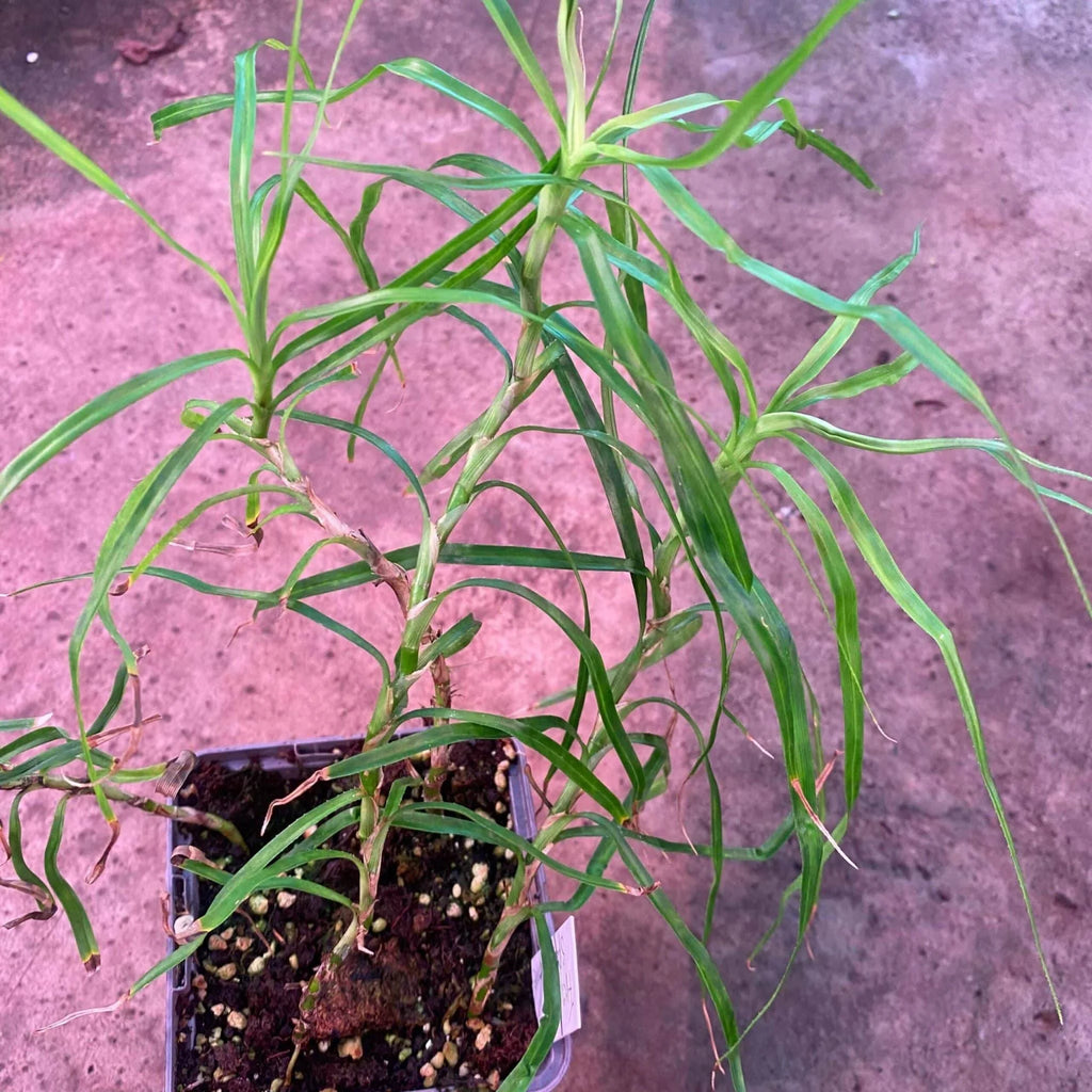 Freycinetia spec. 1, Borneo 大森食虫植物農園