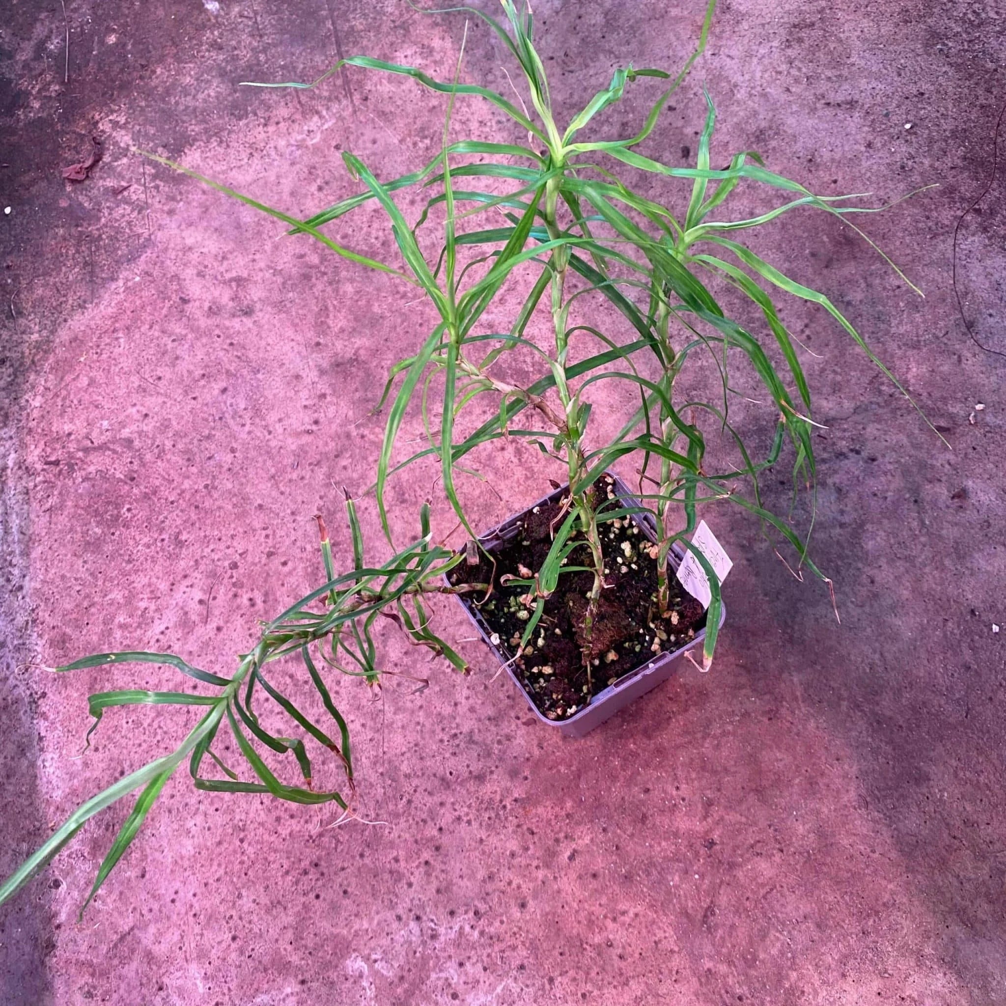 Freycinetia spec. 1, Borneo 大森食虫植物農園
