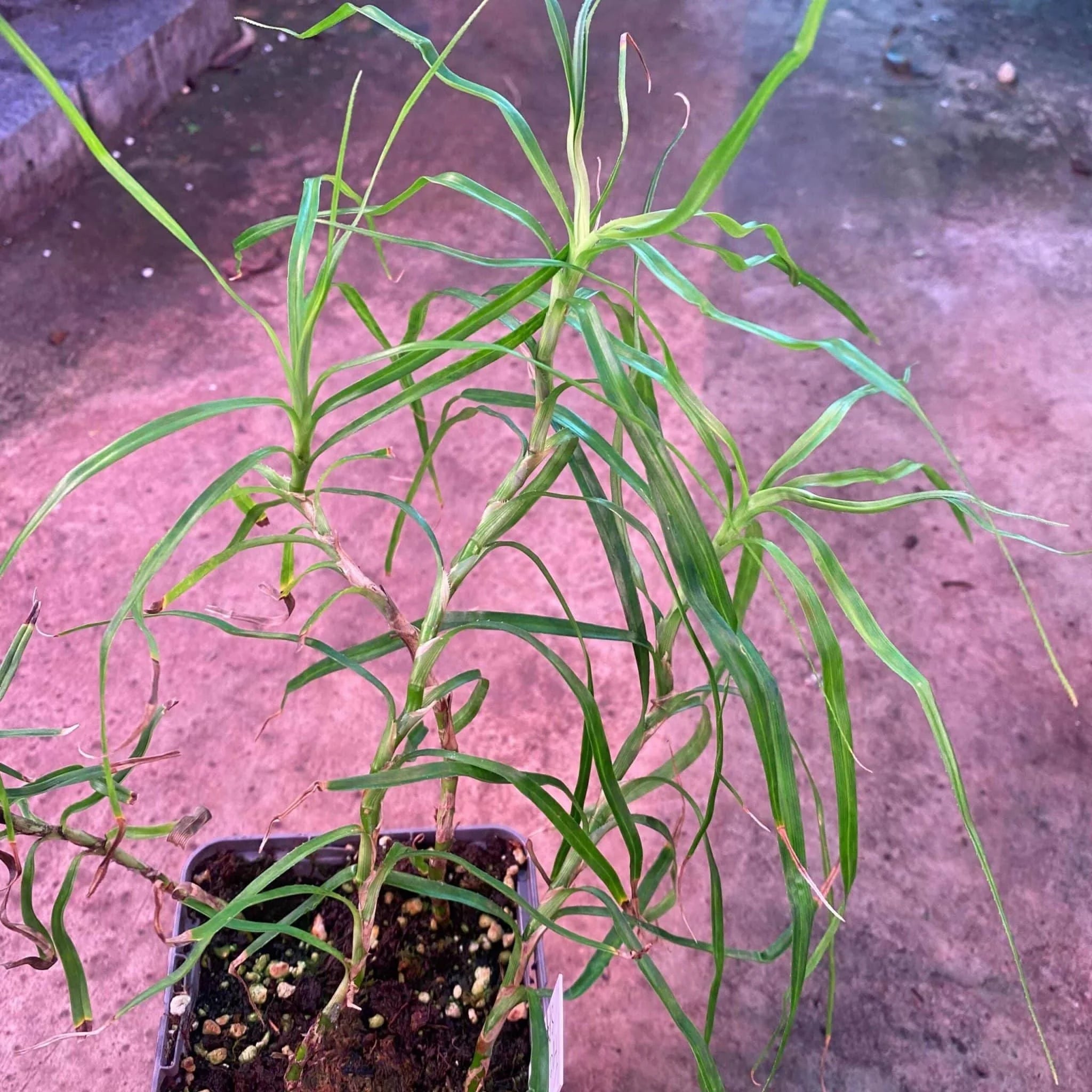 Freycinetia spec. 1, Borneo 大森食虫植物農園