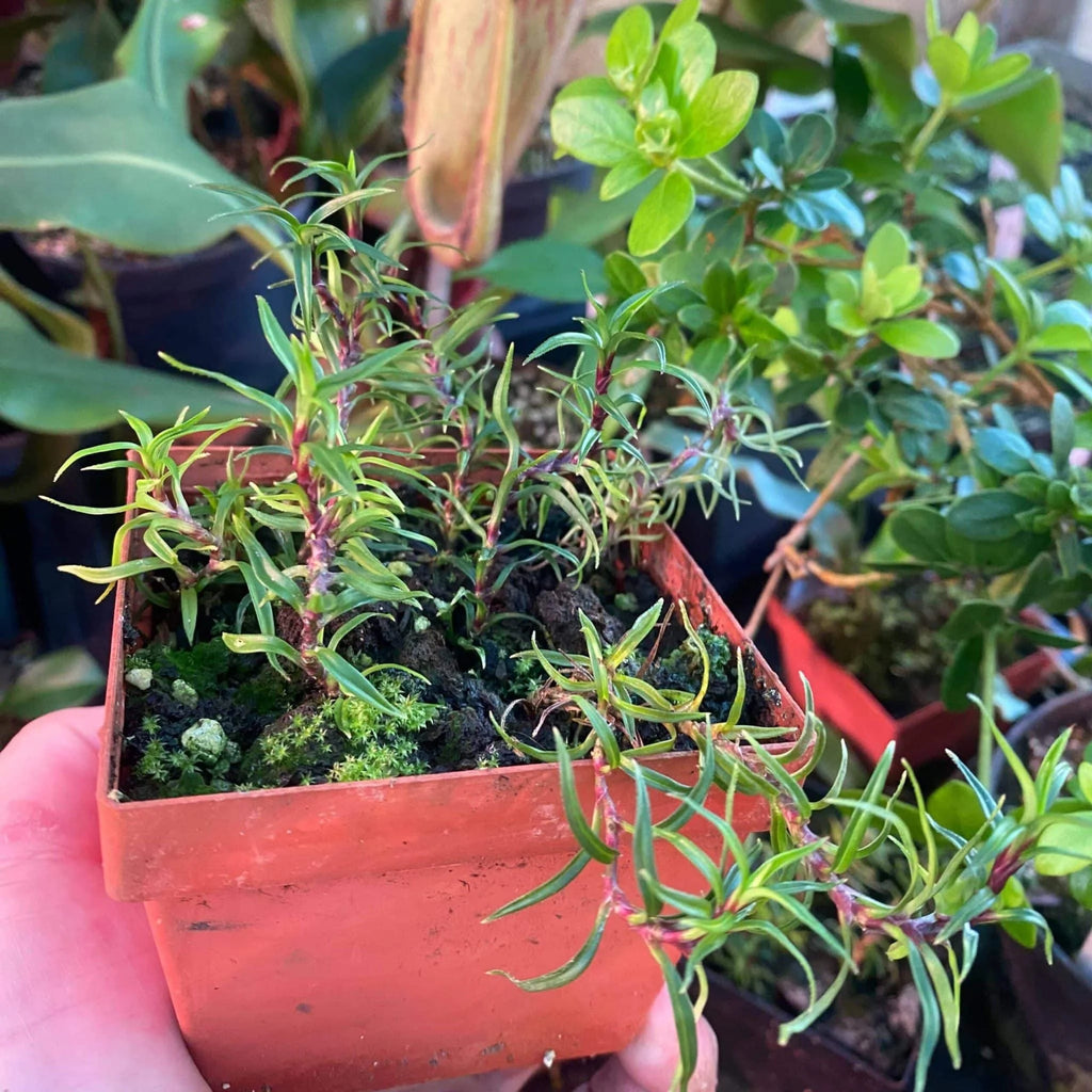 Freycinetia spec. 2, Borneo 大森食虫植物農園