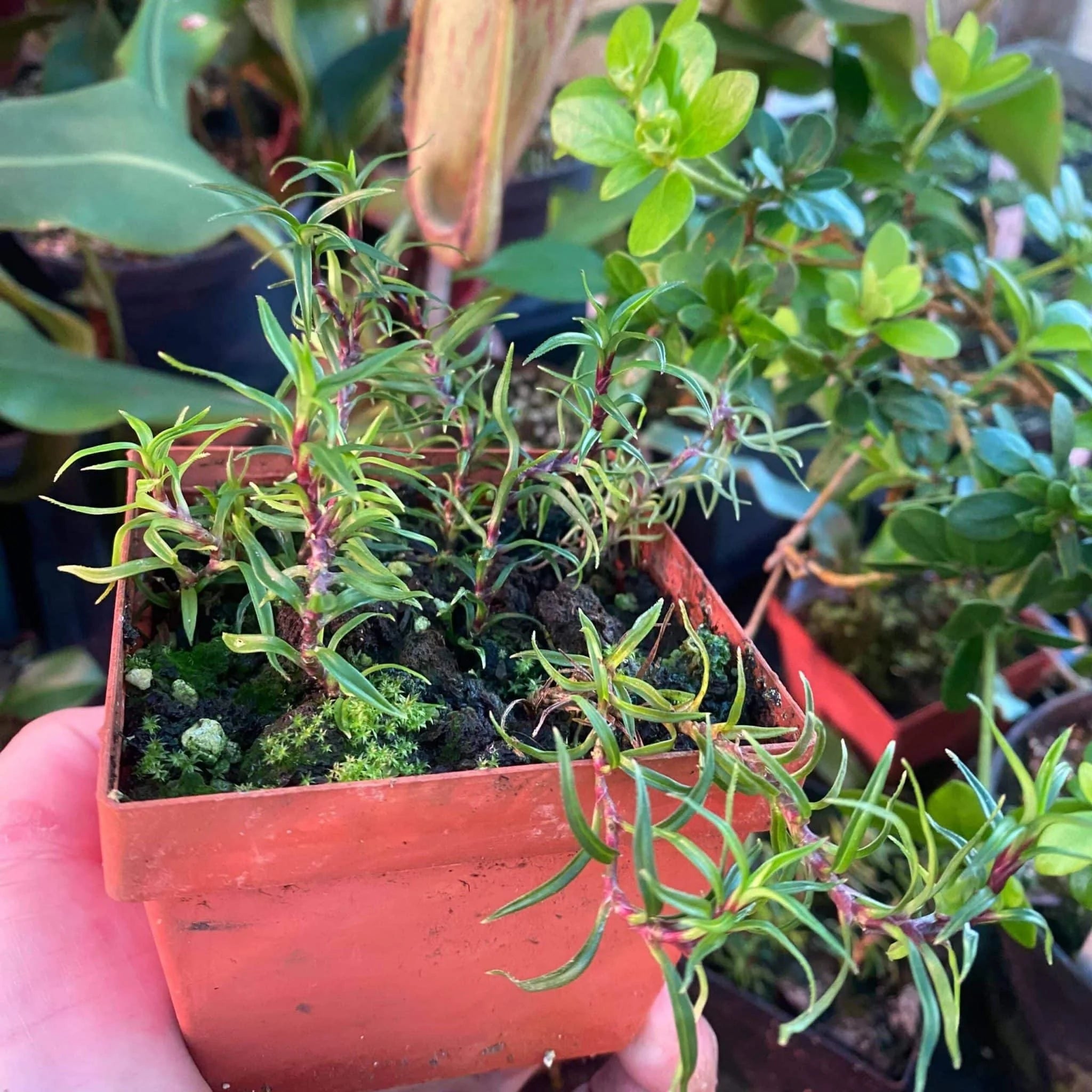 Freycinetia spec. 2, Borneo 大森食虫植物農園