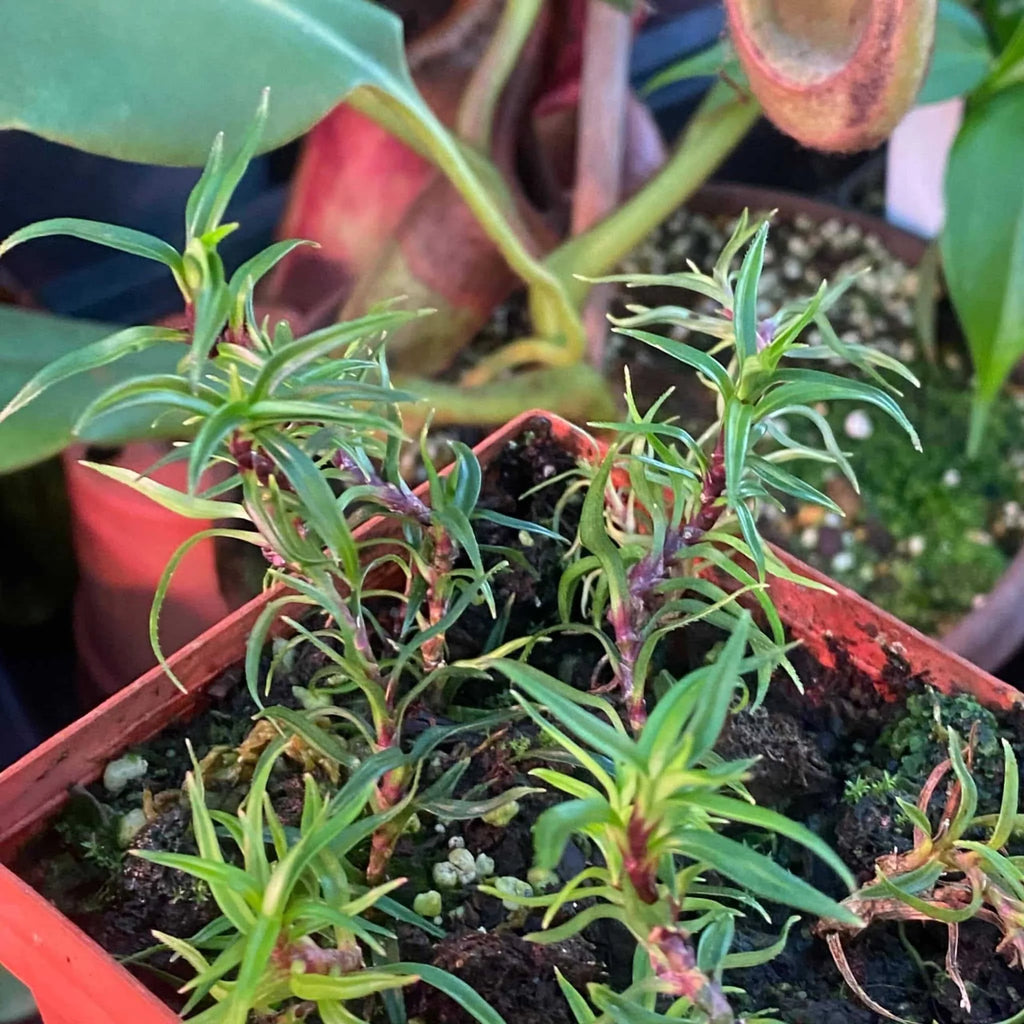 Freycinetia spec. 2, Borneo 大森食虫植物農園