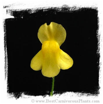 Genlisea aurea {Campos do Jordao, SP, Brazil} 大森食虫植物農園