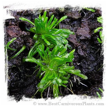 Genlisea aurea {Caparao, MG, Brazil} [BCP ID# G001] 大森食虫植物農園