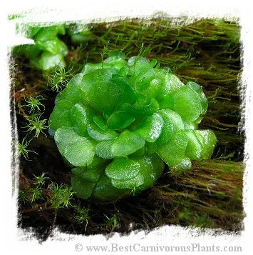 Genlisea aurea {Chapada dos Guimaraes, southern Mato Grosso state, Brazil} [BCP ID# G002] 大森食虫植物農園