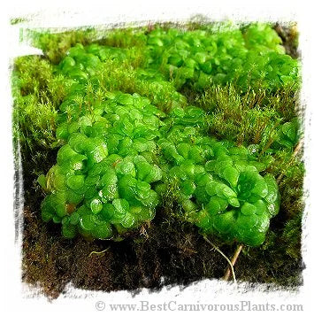 Genlisea aurea {Itacambira, northern MG, Brazil} [BCP ID# G005] 大森食虫植物農園