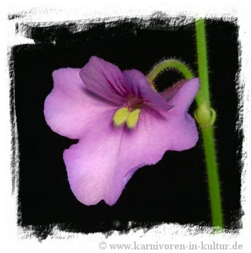 Genlisea flexuosa {Furnas} 大森食虫植物農園