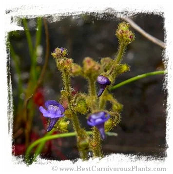 Genlisea glandulosissima {north of Kasama, Zambia, 1000 m} [BCP ID# G66, Z05] 大森食虫植物農園